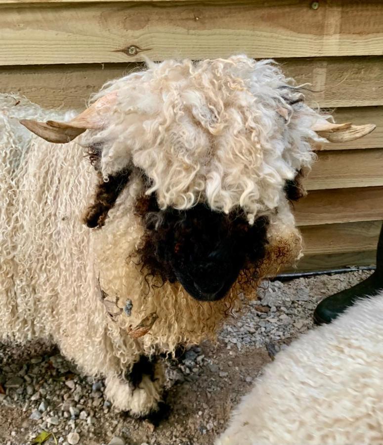 Delny Glamping And Farm Animals Hotel Invergordon Exterior foto