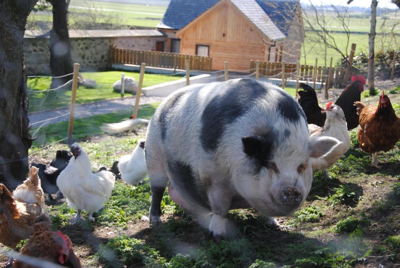 Delny Glamping And Farm Animals Hotel Invergordon Exterior foto