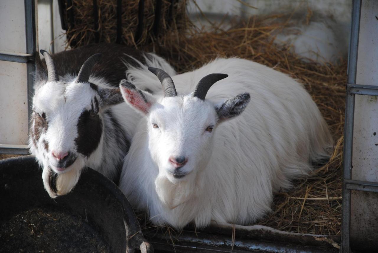 Delny Glamping And Farm Animals Hotel Invergordon Exterior foto